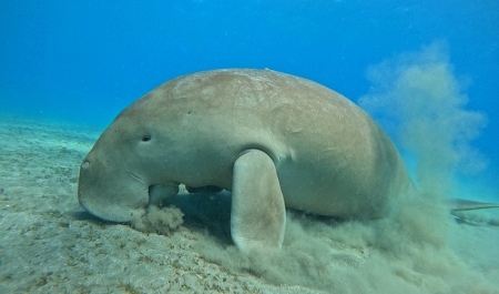 Padi Plongée de nuit à Marsa Alam