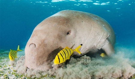Padi Padi plongée à la mer ouverte à Marsa Alam