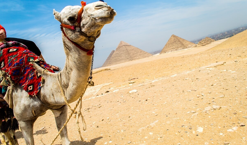 Camel Ride at Giza